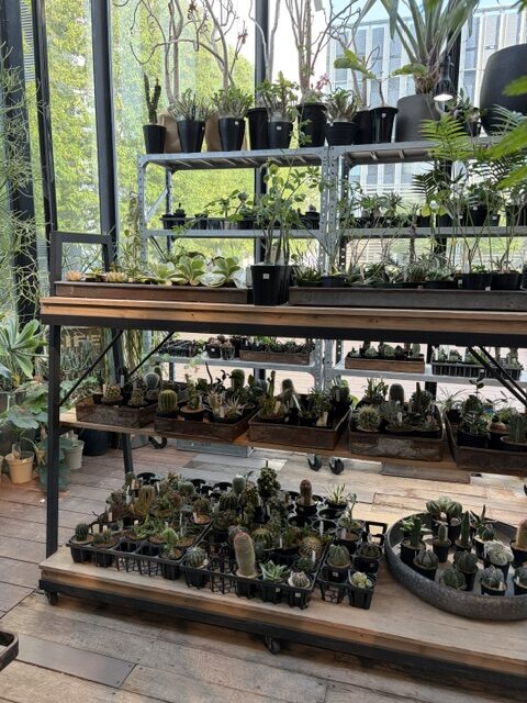 garage植物